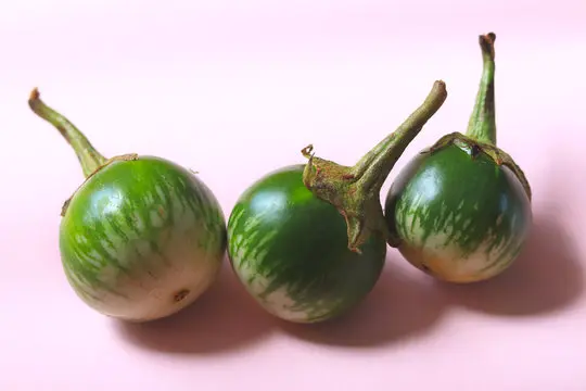 [1065] African Eggplant/ Bitter Ball