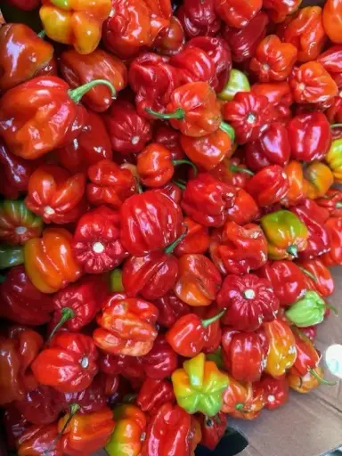 [1077] Hot Peppers