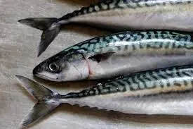 [1088] Mackerel